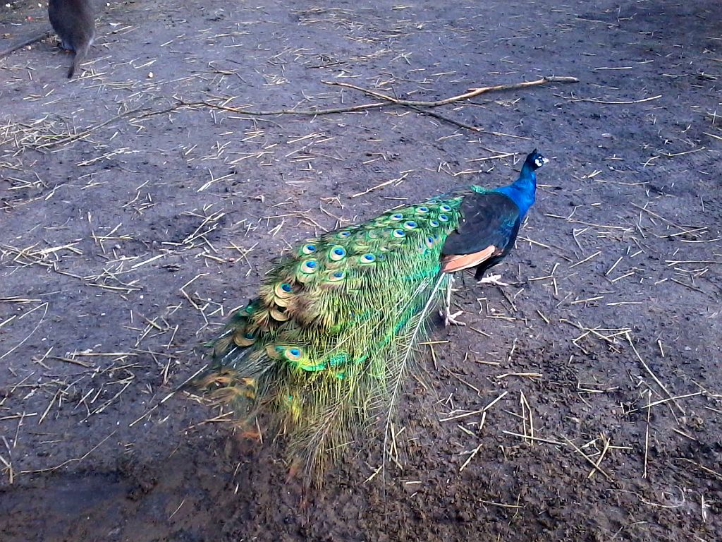 Stadsboerderij de Amsteldieren - Amsterdam